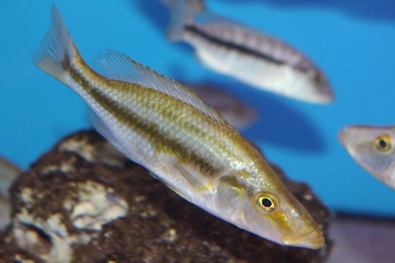 Dimidiochromis compressiceps 'Chizumulu Island'